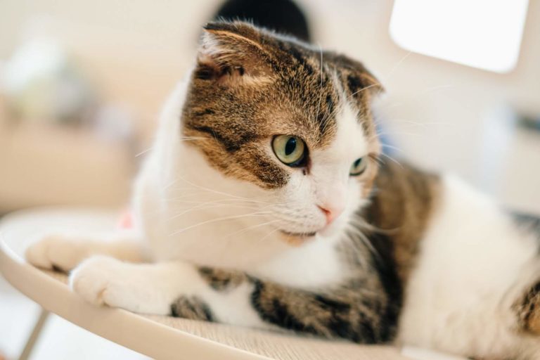 三田市駅前町にある里親探しの猫カフェ 猫結び で猫たちと過ごす癒しのひとときを さんだびより 三田がもっと楽しくなるwebメディア